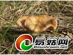 收购榛蘑，茸傘蘑图1