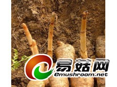 求购真正野生天麻1吨。图1