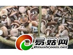 求购重阳菌每天1吨图1