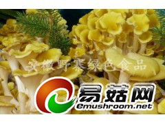 天柱山野生食用菌干制品 黄金菇 原生态营养食品图3