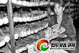 劉盛財(cái)：種滑子菇的經(jīng)營(yíng)“經(jīng)” ()