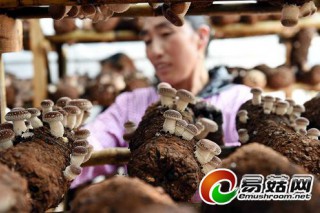 高原特色食用菌種植助農(nóng)民增收 ()