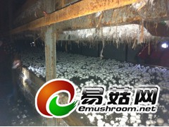 好蘑菇  好生活——江苏多宝菌业常年供应优质双孢菇图1