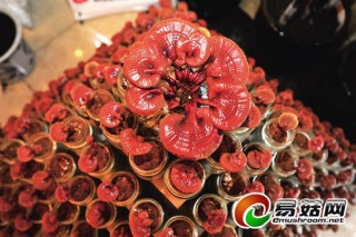 內(nèi)江市農(nóng)科院半米多高“靈芝塔”迷倒眾人 ()