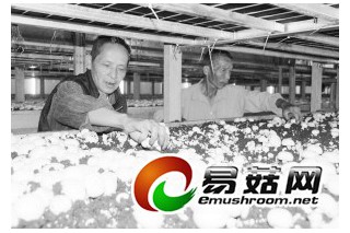 南靖工廠化生產(chǎn)雙孢菇　產(chǎn)量“爆棚”是大勢(shì)所趨 ()