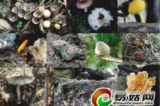 食用菌所科研人員赴黃山地區(qū)采集野生食藥用菌 ()