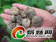黑松耳，食用菌黑松耳批发，黑松耳基地批发黑松耳图1