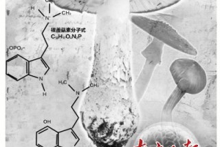 致幻蘑菇：從神靈的使者到人類的良藥 ()