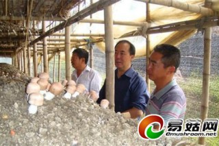黔西南州副州長到食用菌基地調(diào)研 ()