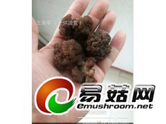 食用菌黑松耳 干黑松耳 野生榆耳 黑松耳基地 黑松耳种创造者图3