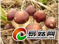 求购大球盖菇栽培种，10月供种图1