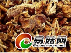 长期大量收购榆黄蘑干品图1