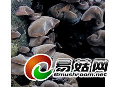 长年收购蘑菇 木耳图1