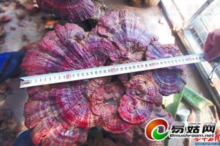 山地長滿靈芝，游客連連稱奇 ()