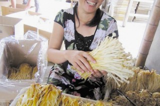 路橋：反季金針菇豐產(chǎn)又豐收 ()