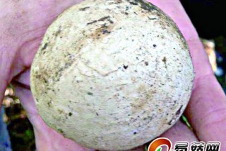 爬山撿到“長相奇特”的蘑菇 ()