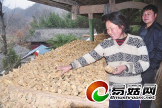 茶壩人種植天麻增收致富，麻農(nóng)年收入超10萬元 ()