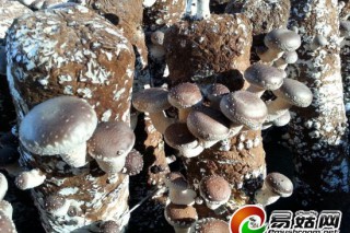 河北最大“越夏”香菇產(chǎn)業(yè)園：80%供北京菜籃子 ()