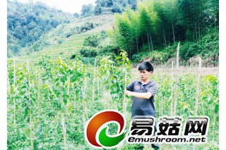 李如洲投資60萬元建設(shè)大棚食用菌種植基地帶民增收 ()