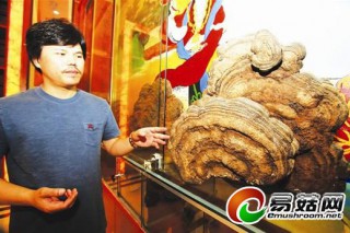 最大千年靈芝亮相中部地區(qū)最大野生靈芝館 ()