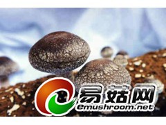 常年供应成熟香菇菌棒图1