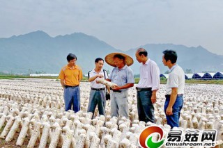 300畝袋栽黑木耳基地進(jìn)入大田生產(chǎn)階段　瑤鄉(xiāng)田野上亮起“白色風(fēng)景” ()