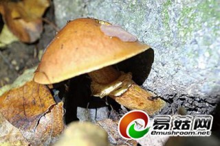 秋露起松蘑生嶗山里采蘑菇忙 ()
