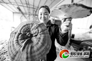 好靈芝出遠(yuǎn)安 ()