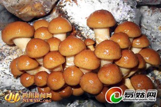 宜賓：大學(xué)生自主創(chuàng)業(yè) 圓夢蘑菇園 ()