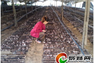 板橋店鎮(zhèn)：香菇種植讓農(nóng)民腰包鼓 ()