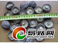 干食用菌批发图1