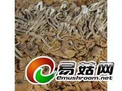 茶树菇批发图1