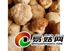 干猴头菇批发价格图1