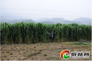 河北阜平菌草試種成功 ()