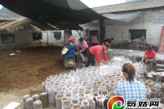 武宣縣桑桿變“金”棒 ()