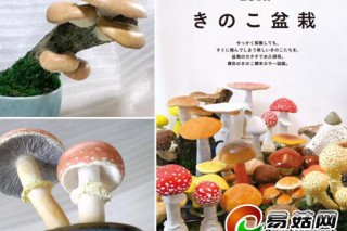男子用黏土制作多彩蘑菇盆栽 ()
