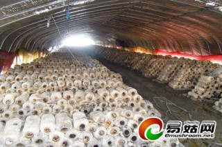 蘑菇變身“金鑰匙”敲開增收致富門 ()