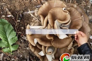 臨潼現(xiàn)巨型蘑菇 ()