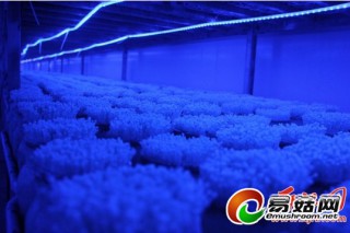 廣東：肇慶綠健農(nóng)業(yè)金針菇工廠化打造現(xiàn)代都市農(nóng)業(yè) ()