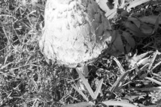 朝陽：蘑菇曬干化成“墨汁” 這是啥蘑菇？ ()