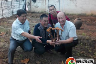 膠州農(nóng)民張述金 十年煉成“靈芝大王” ()