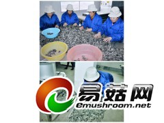 黑木耳批发价，黑木耳干货，供应黑木耳图1