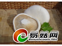 优质白灵菇，白灵菇干货，白灵菇厂家图1