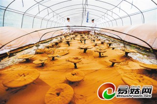 城口農(nóng)民青岡木上栽靈芝 ()