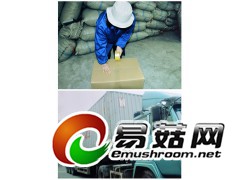 供应白灵菇，特级白灵菇，健康之首选！图2