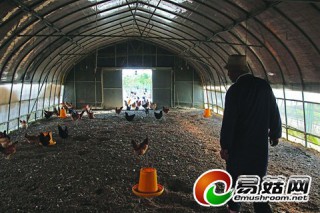 探訪高效農(nóng)業(yè)生態(tài)產(chǎn)業(yè)園 尚湖鎮(zhèn)羅墩村靈芝雞下蛋了 ()