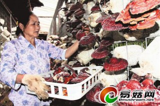 食用菌產(chǎn)業(yè)園打工 農(nóng)民按月領工資 ()