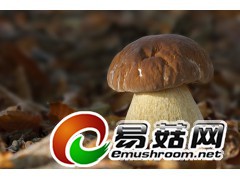 特级牛肝菌，美味牛肝菌批发价，牛肝菌干货图1