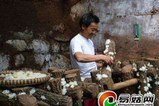 通江銀耳發(fā)展態(tài)勢良好，成為富民強縣的支柱產(chǎn)業(yè) ()