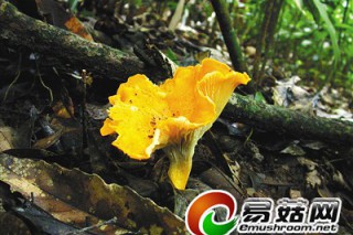 海南珍奇蘑菇趣談 ()